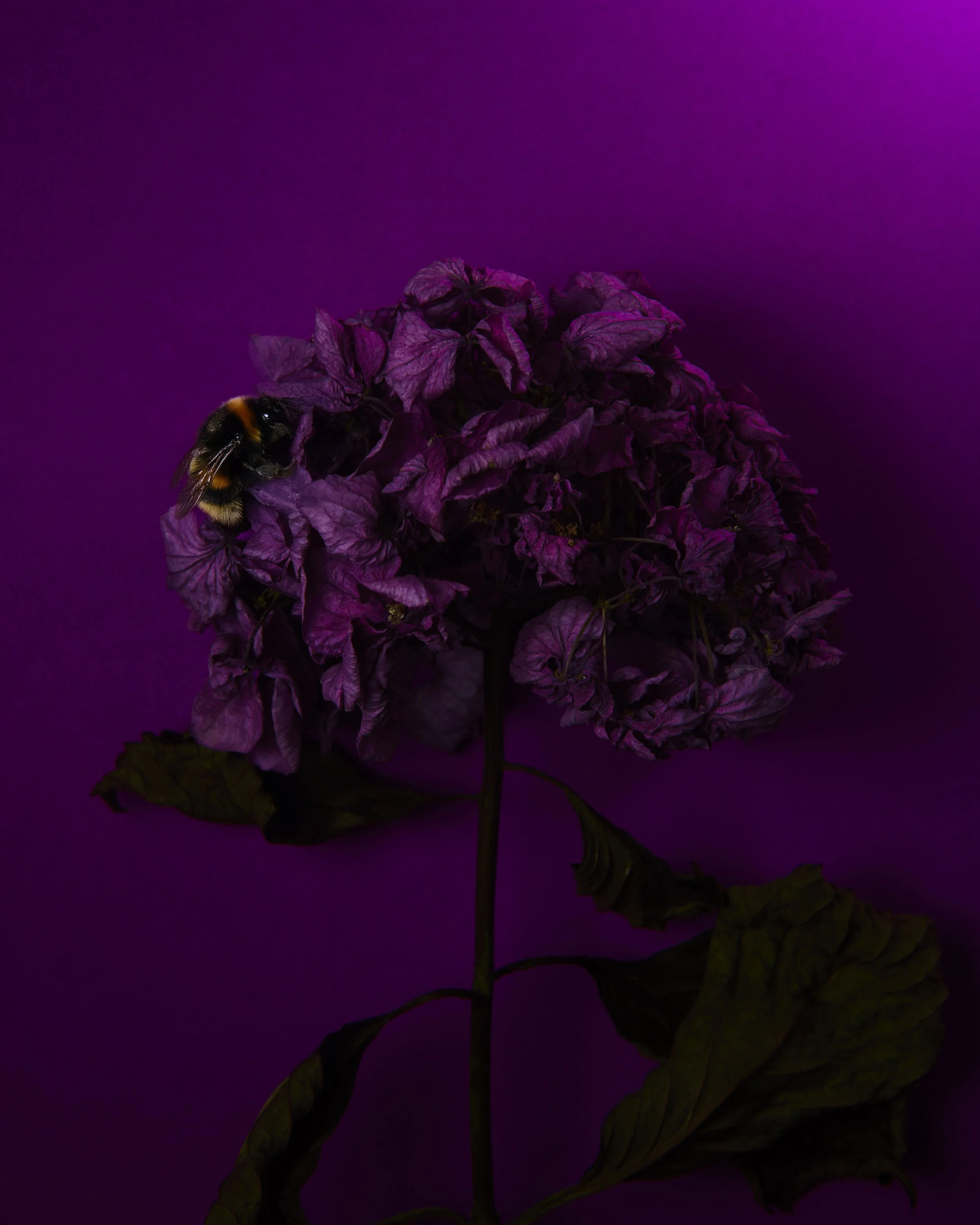 Creative - Purple Flowers.jpg