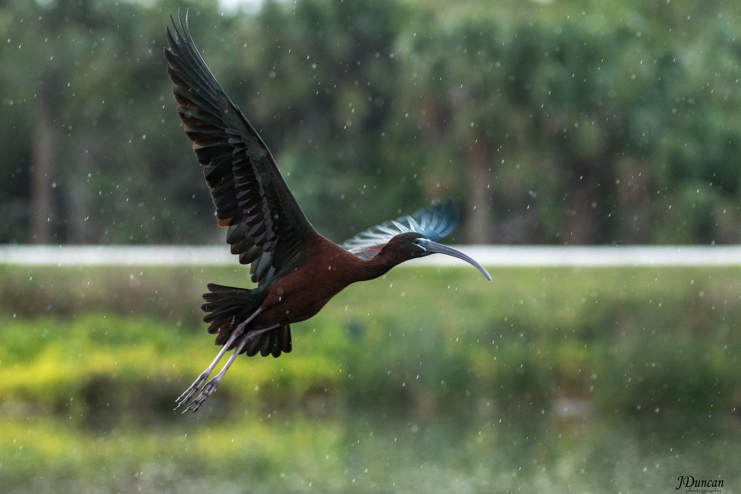 Glossy Ibis  in the Rain