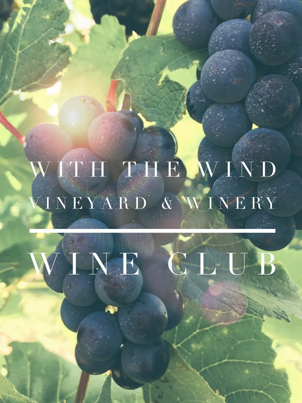 With the Wind Wine Club — With the Wind Vineyard & Winery