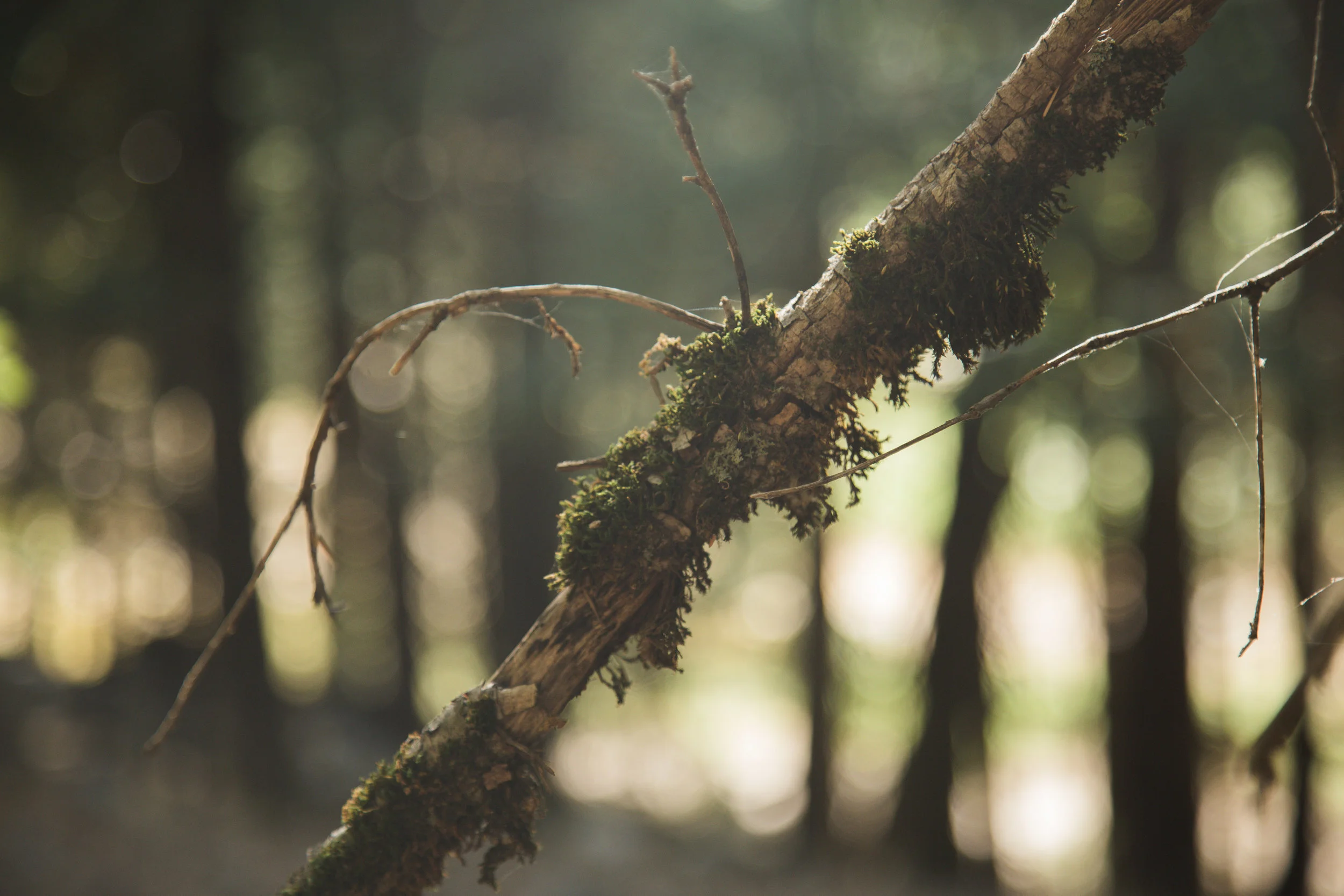 Yosemite Blog-36.jpg