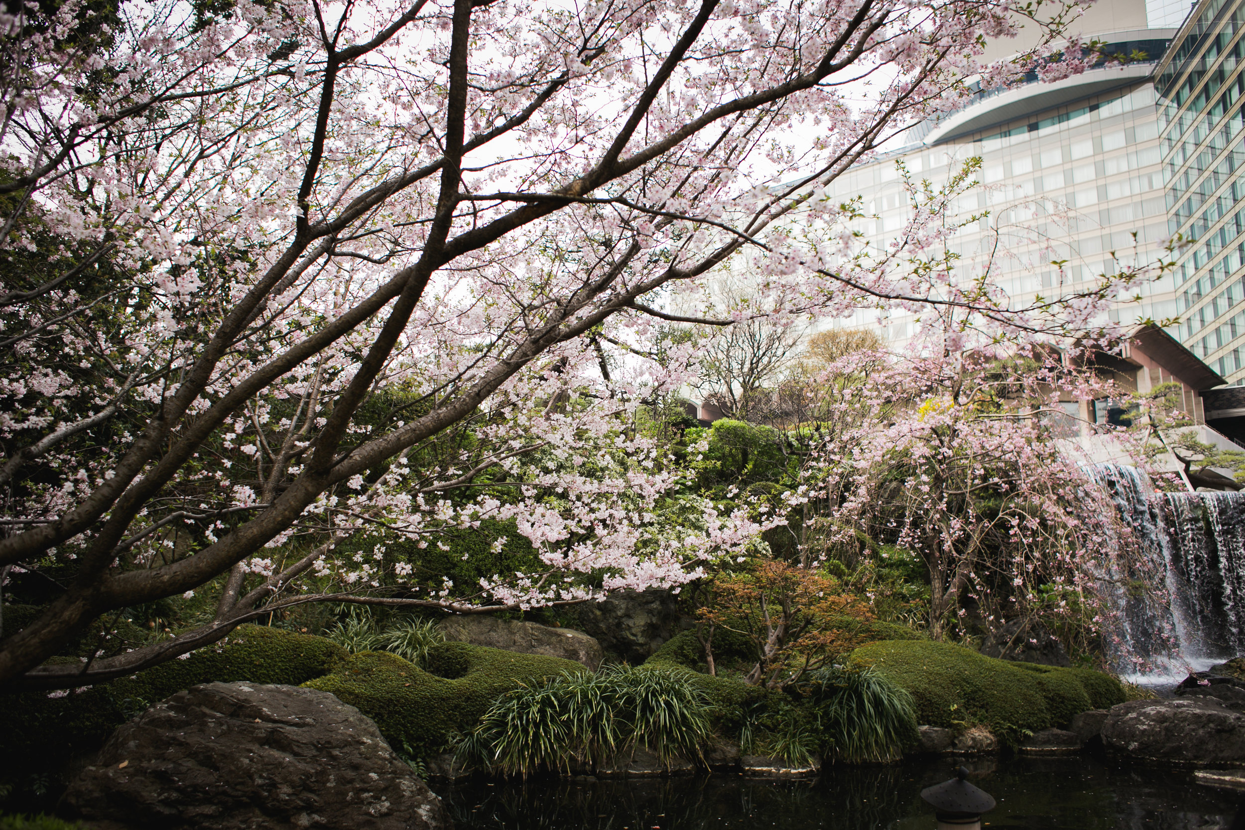 Sakura 2-2.jpg