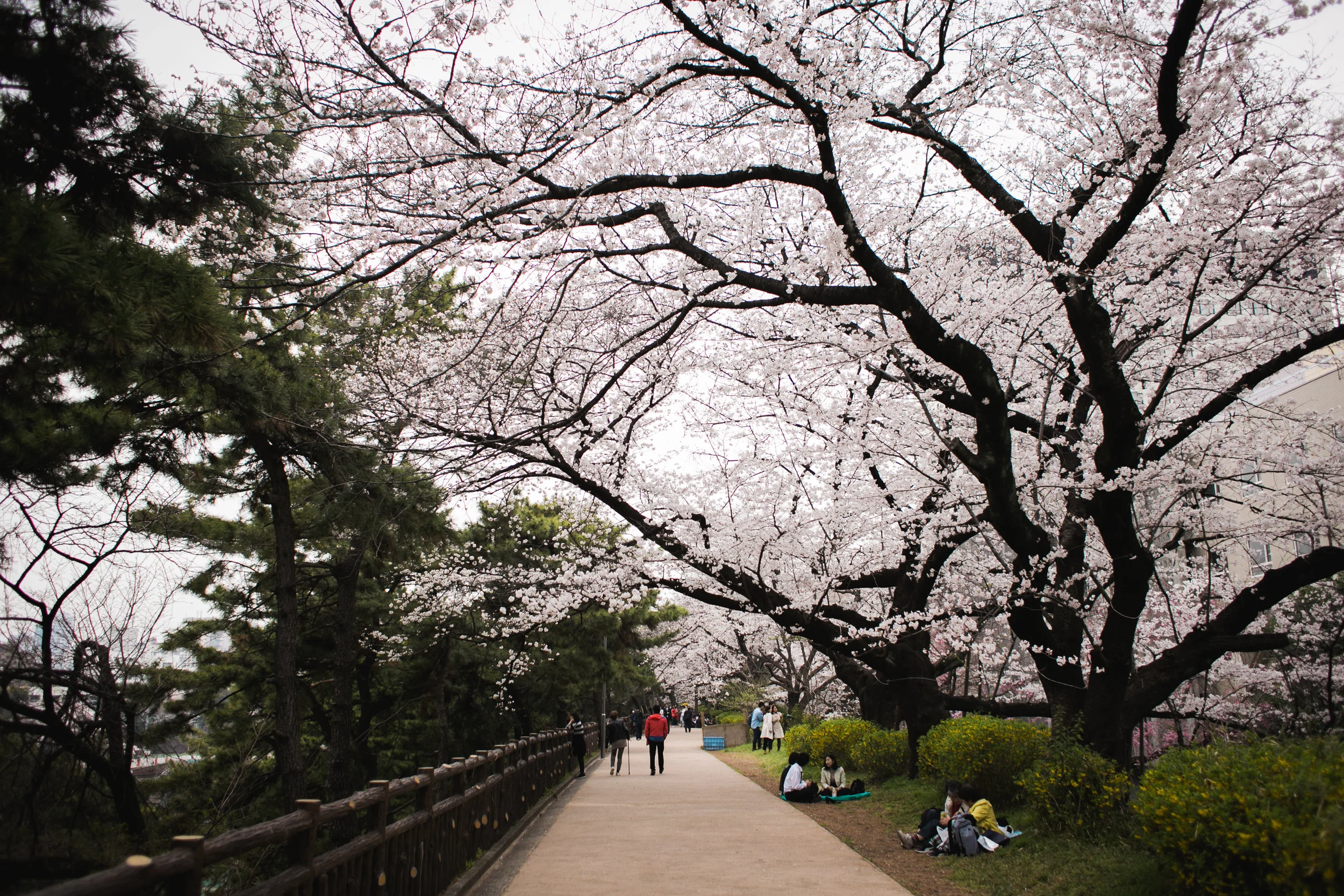 Sakura 2-19.jpg
