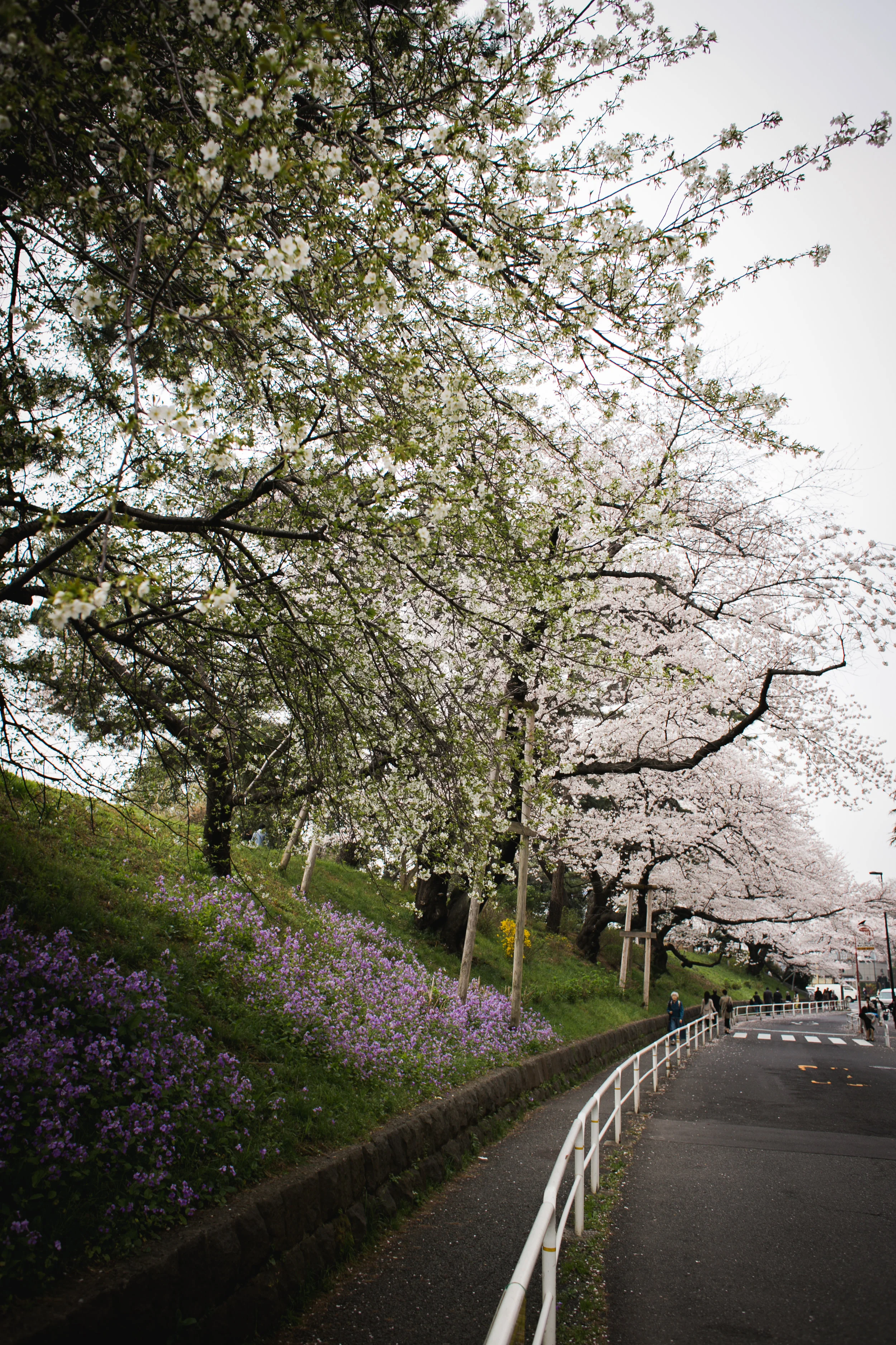 Sakura 2-26.jpg