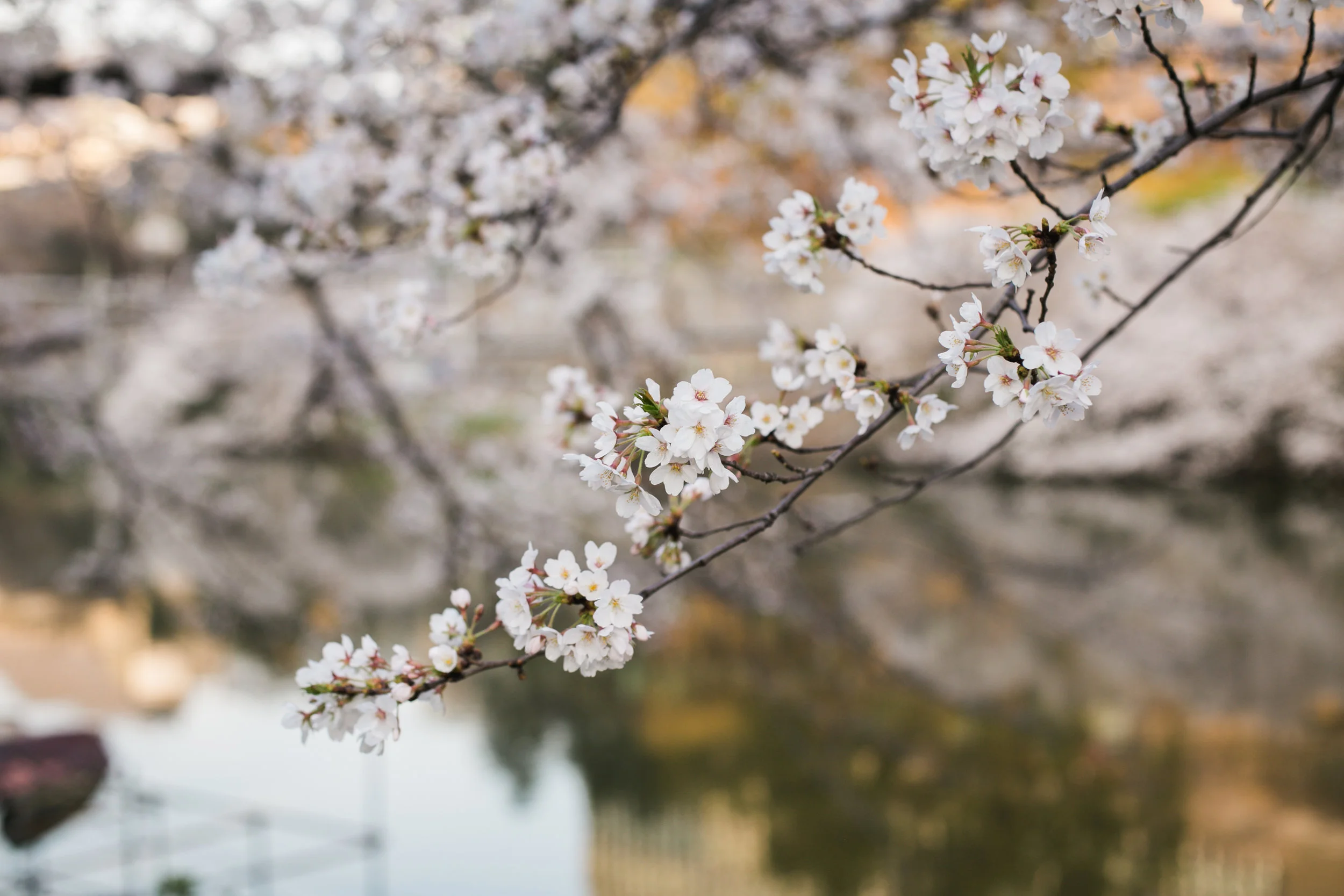 Sakura 1-4.jpg
