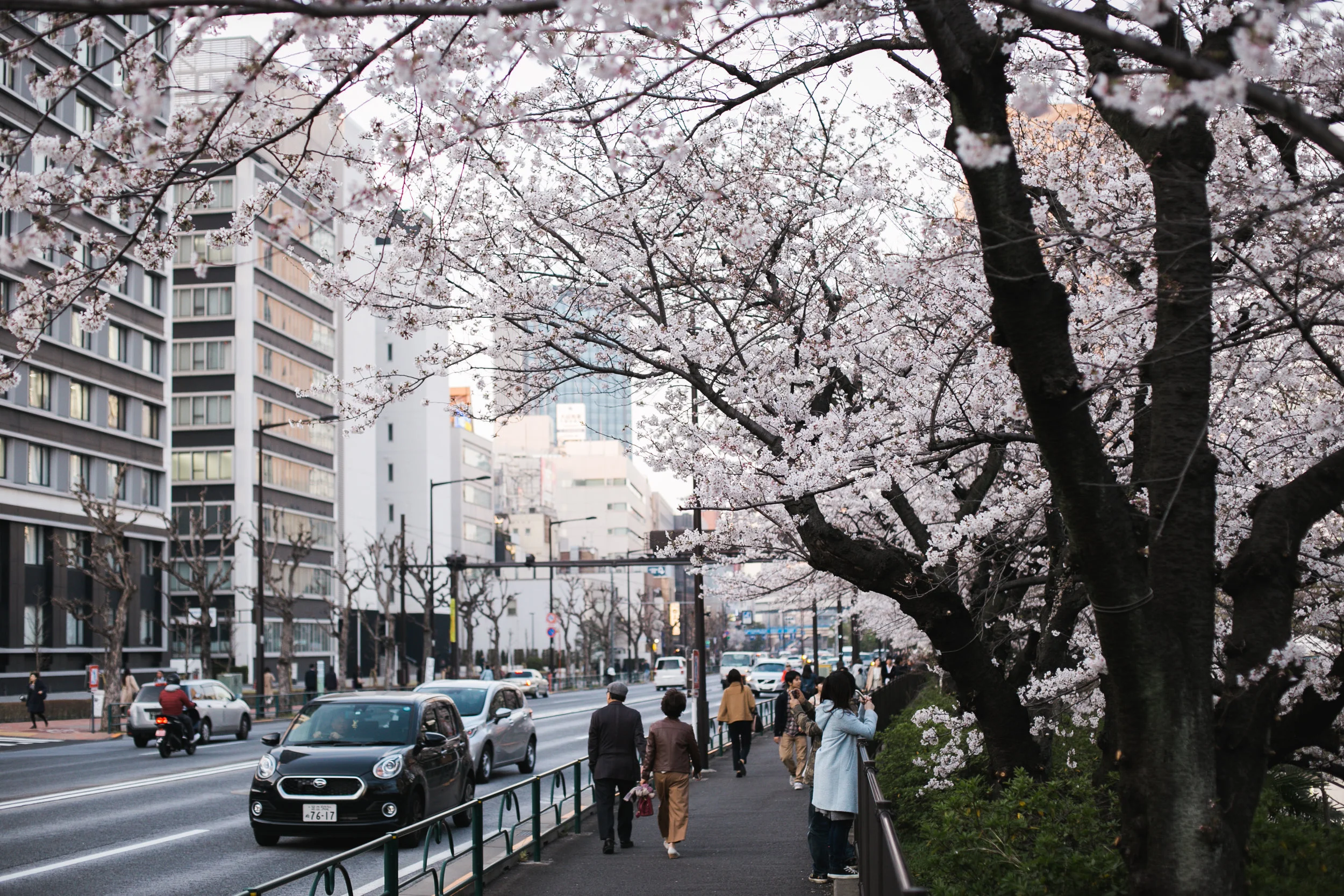 Sakura 1-6.jpg