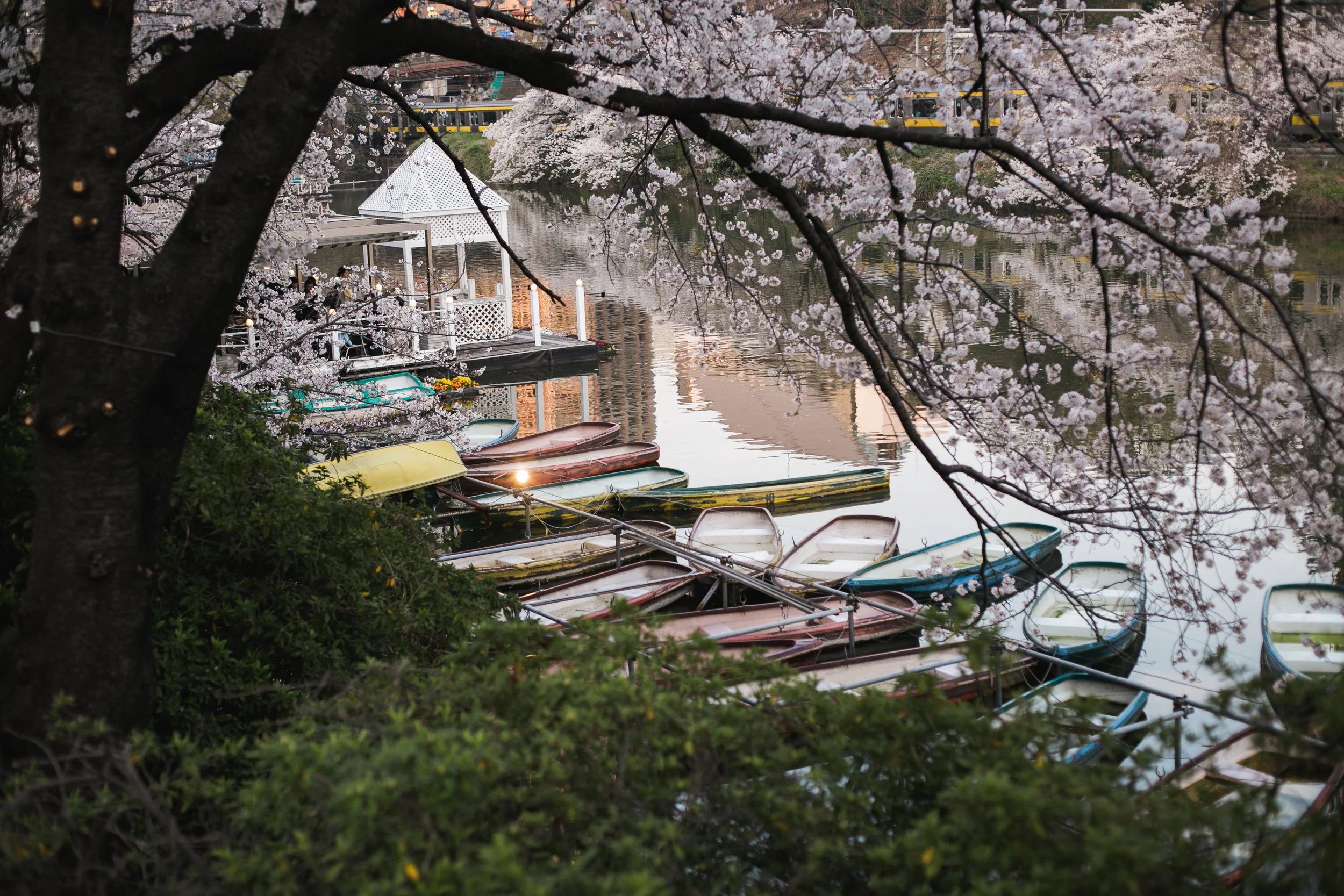 Sakura 1-8.jpg