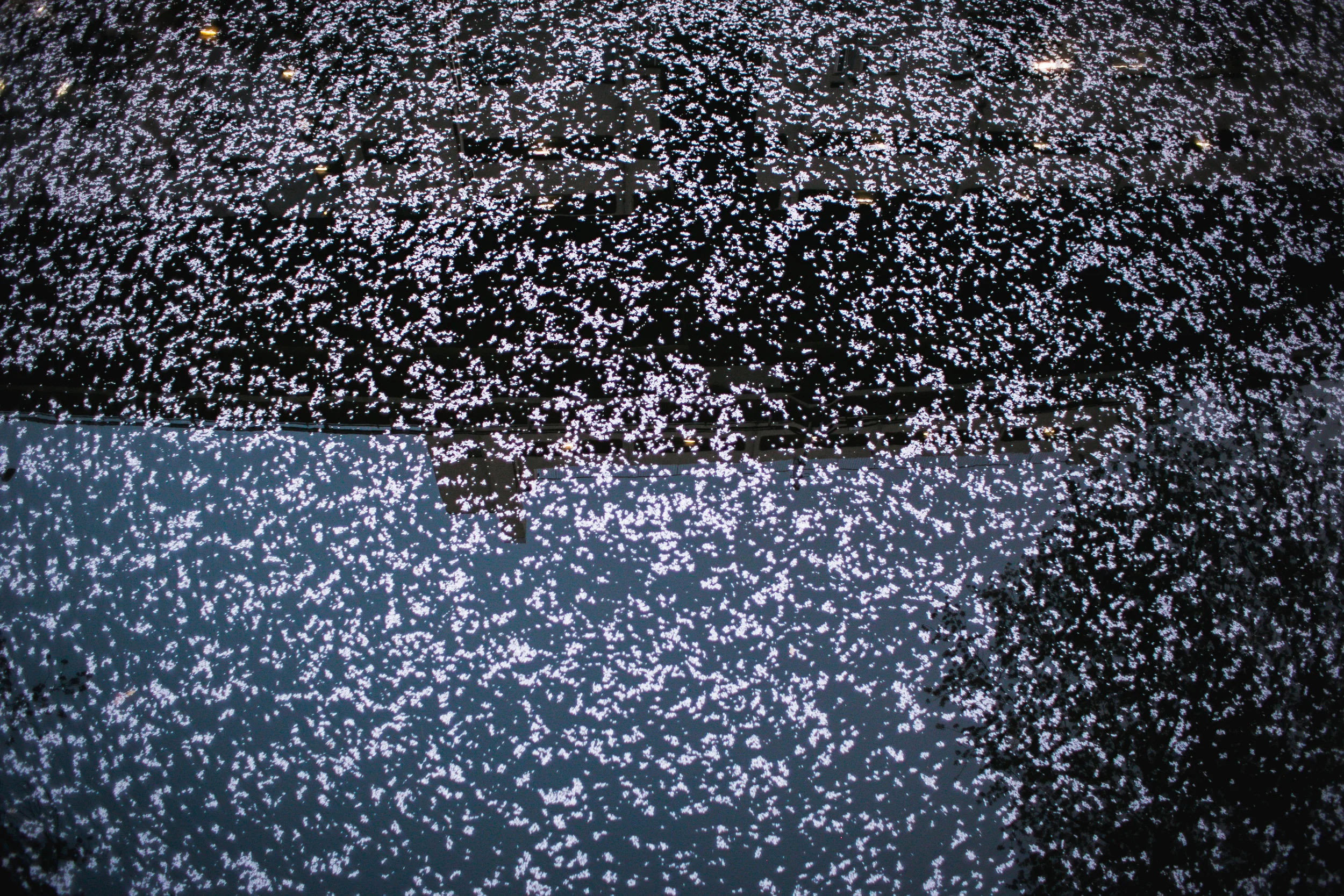 Sakura 3-12.jpg