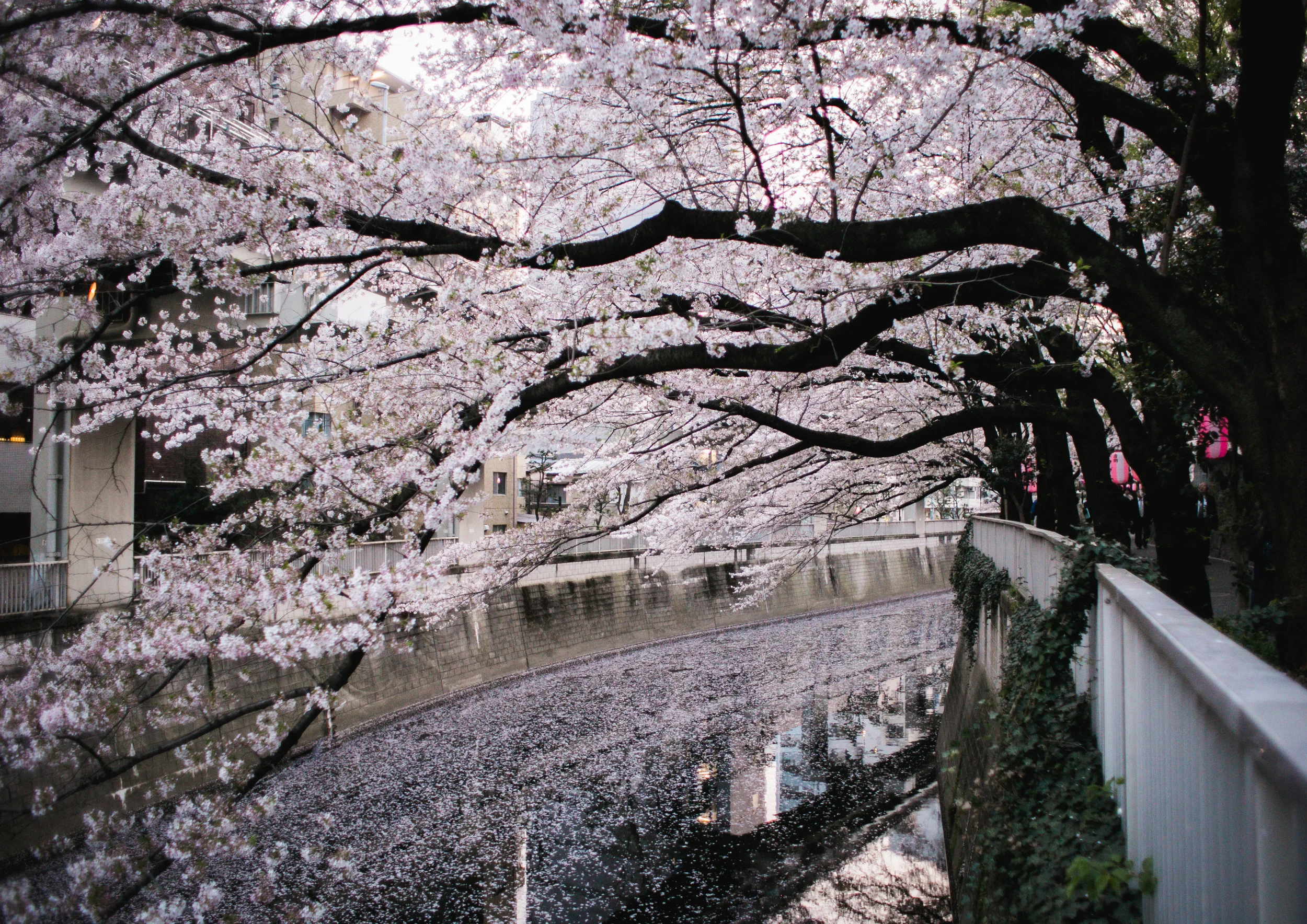 Sakura 3-17.jpg
