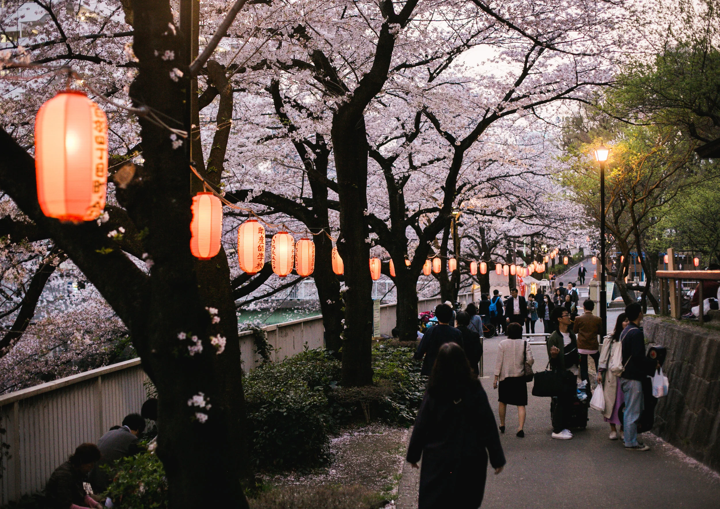 Sakura 3-26.jpg