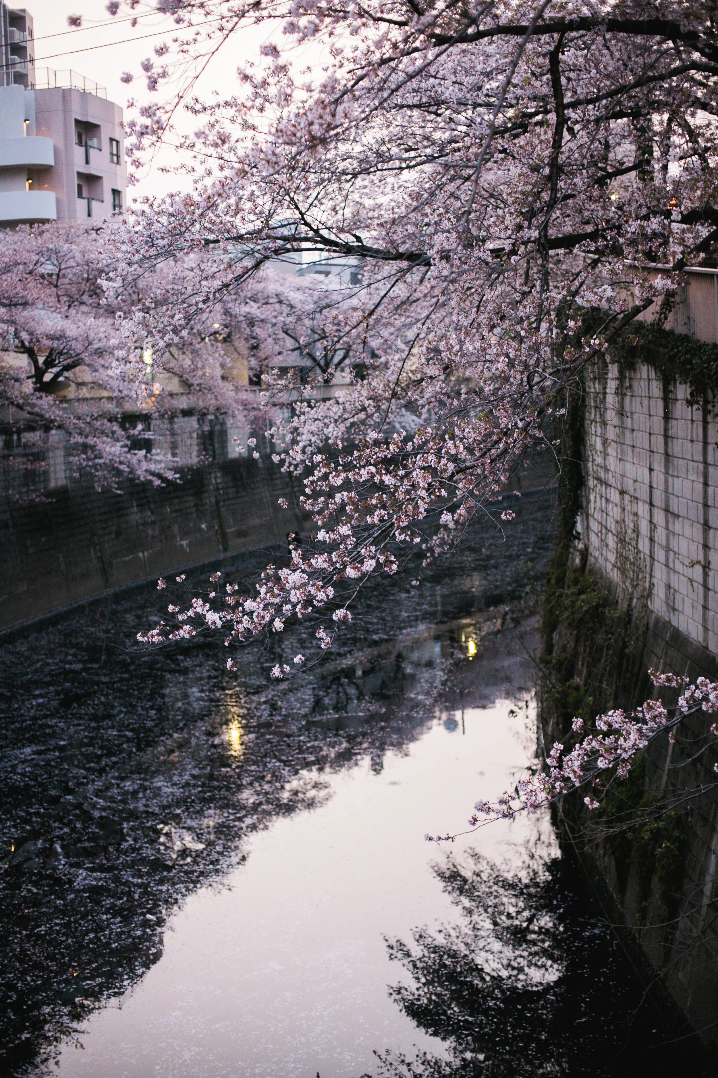 Sakura 3-27.jpg
