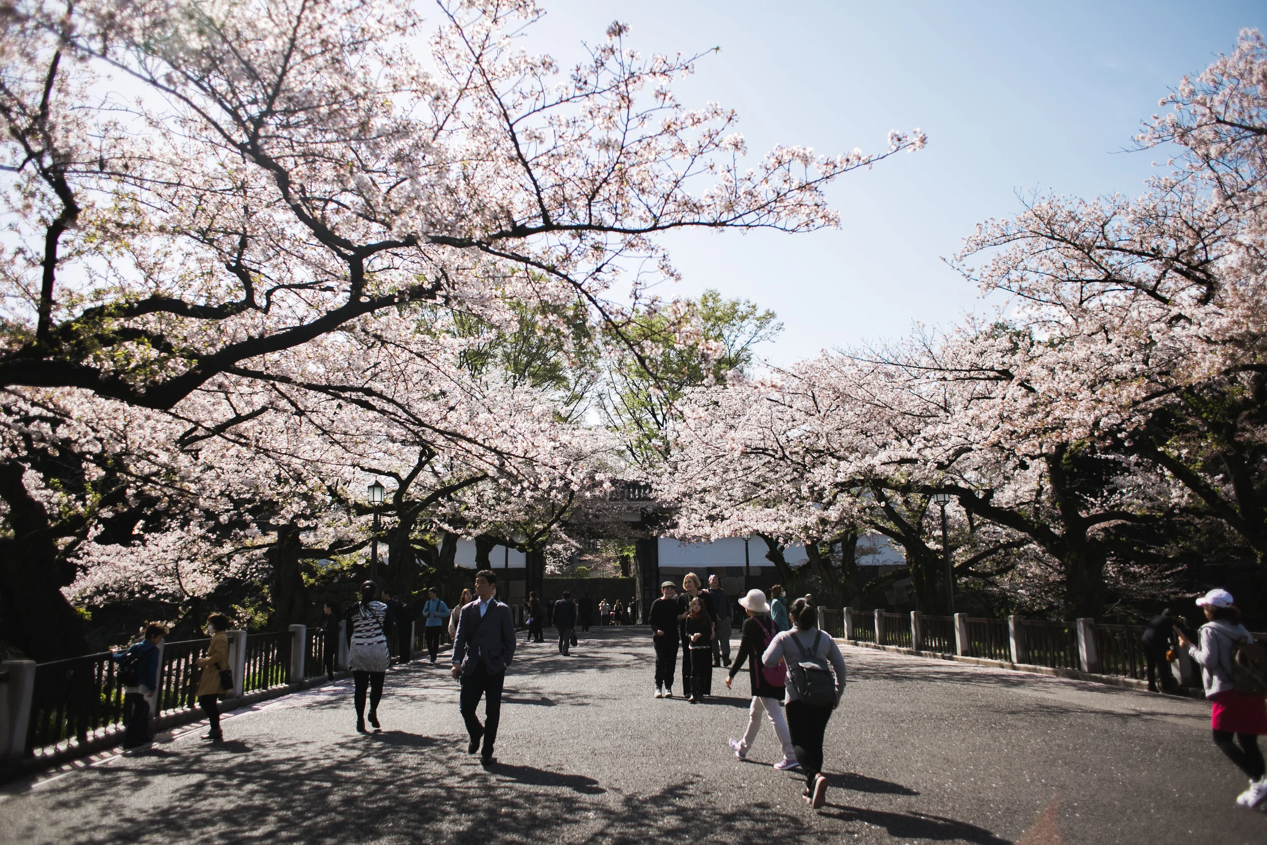 Sakura 4-2.jpg