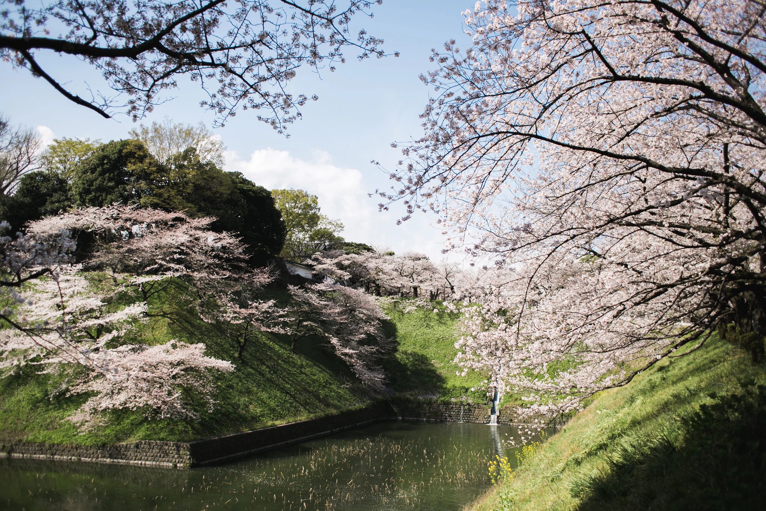 Sakura 4-1.jpg
