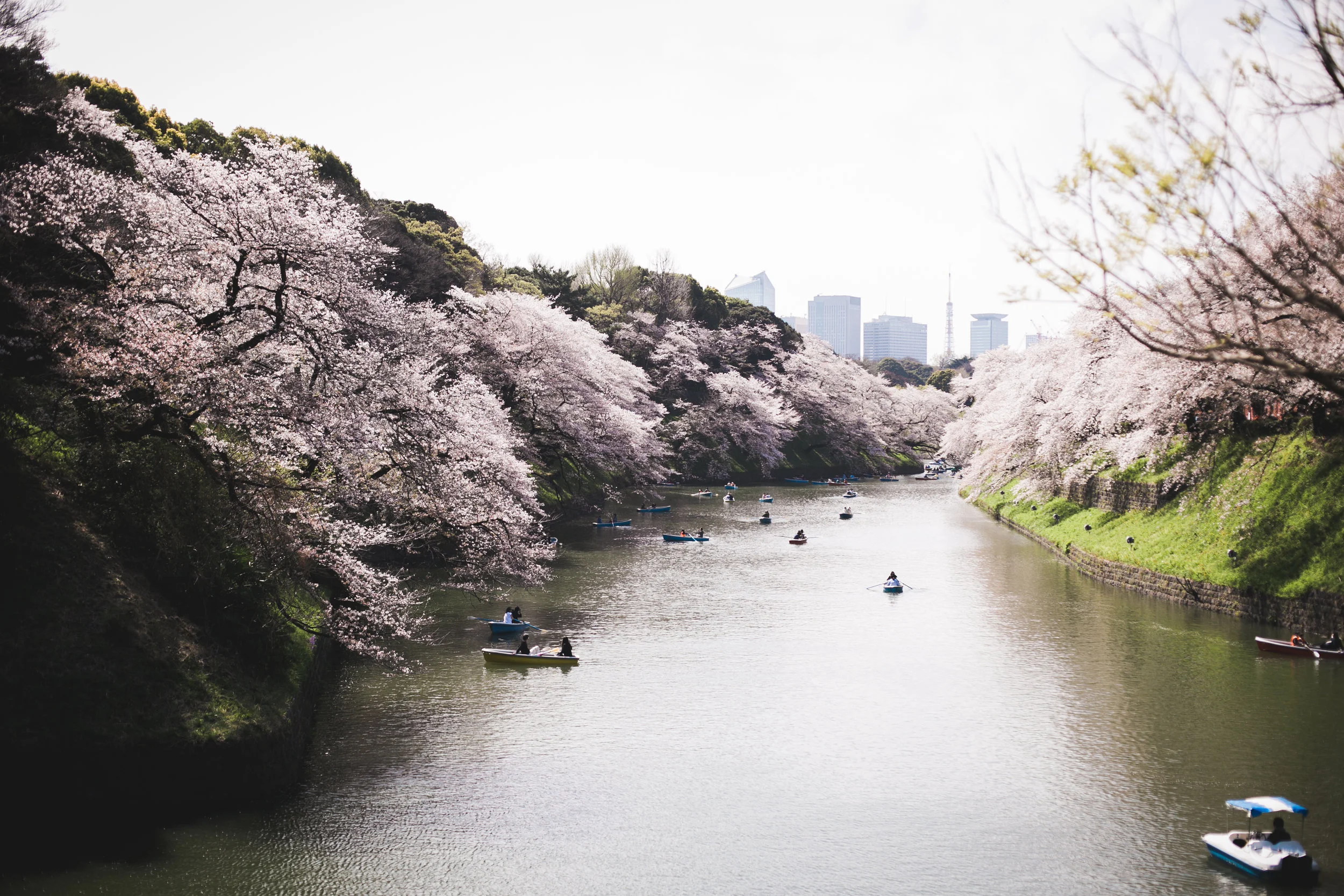 Sakura 4-5.jpg