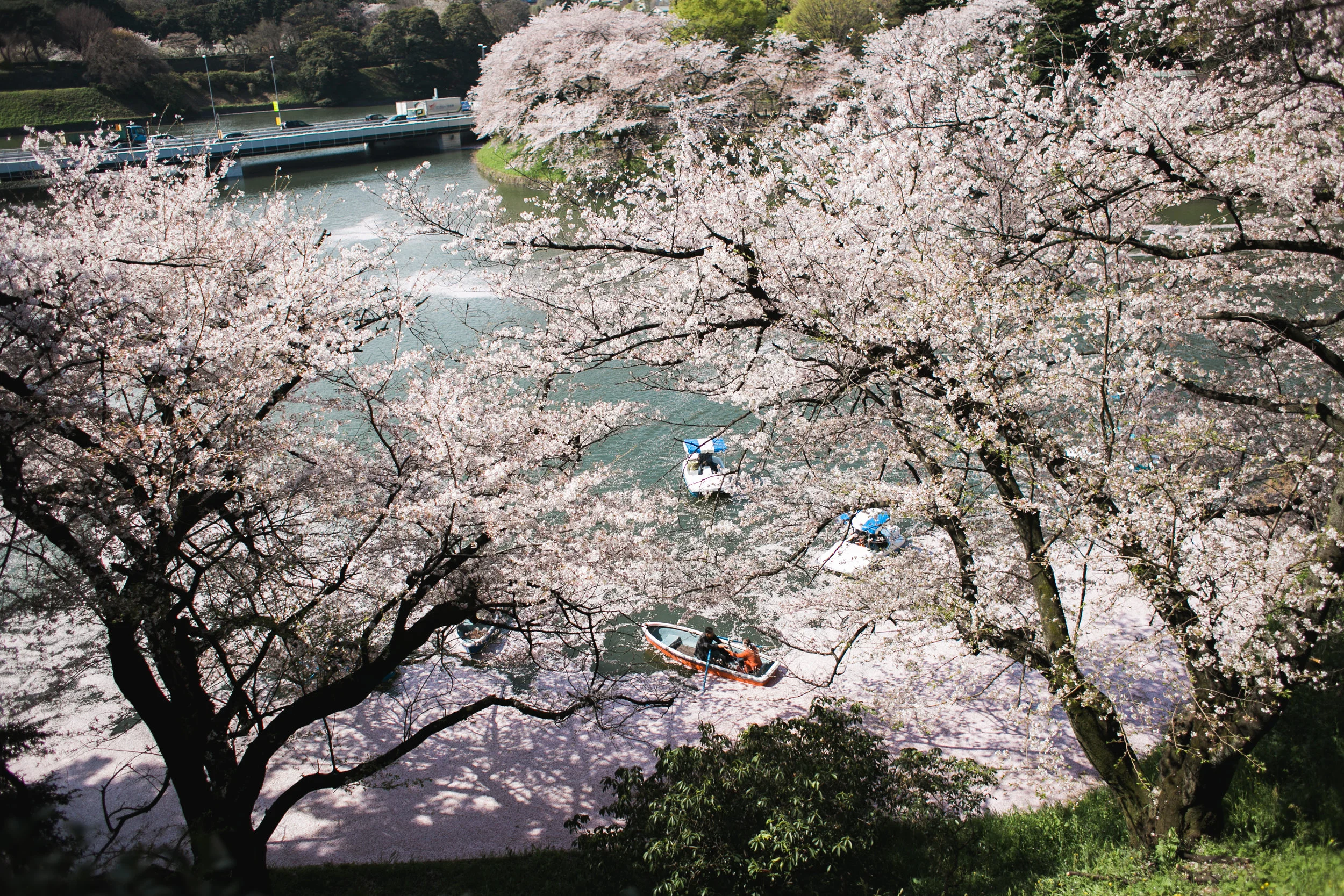 Sakura 4-4.jpg