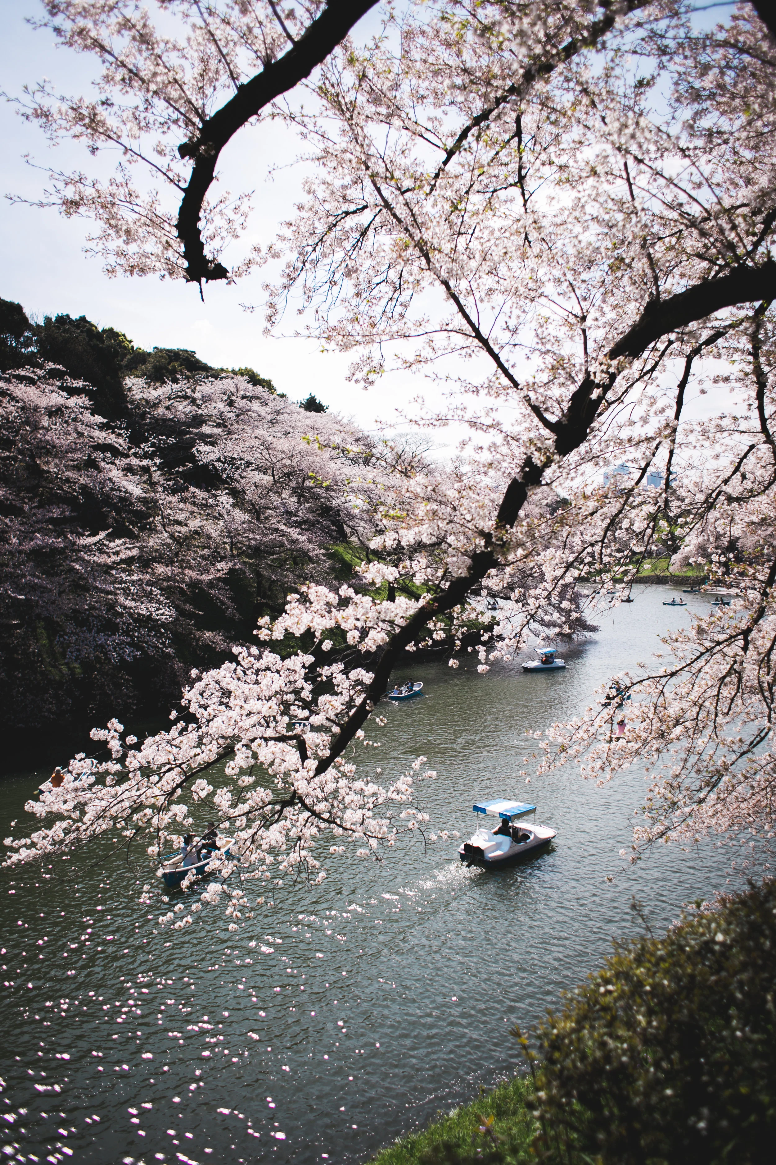 Sakura 4-6.jpg