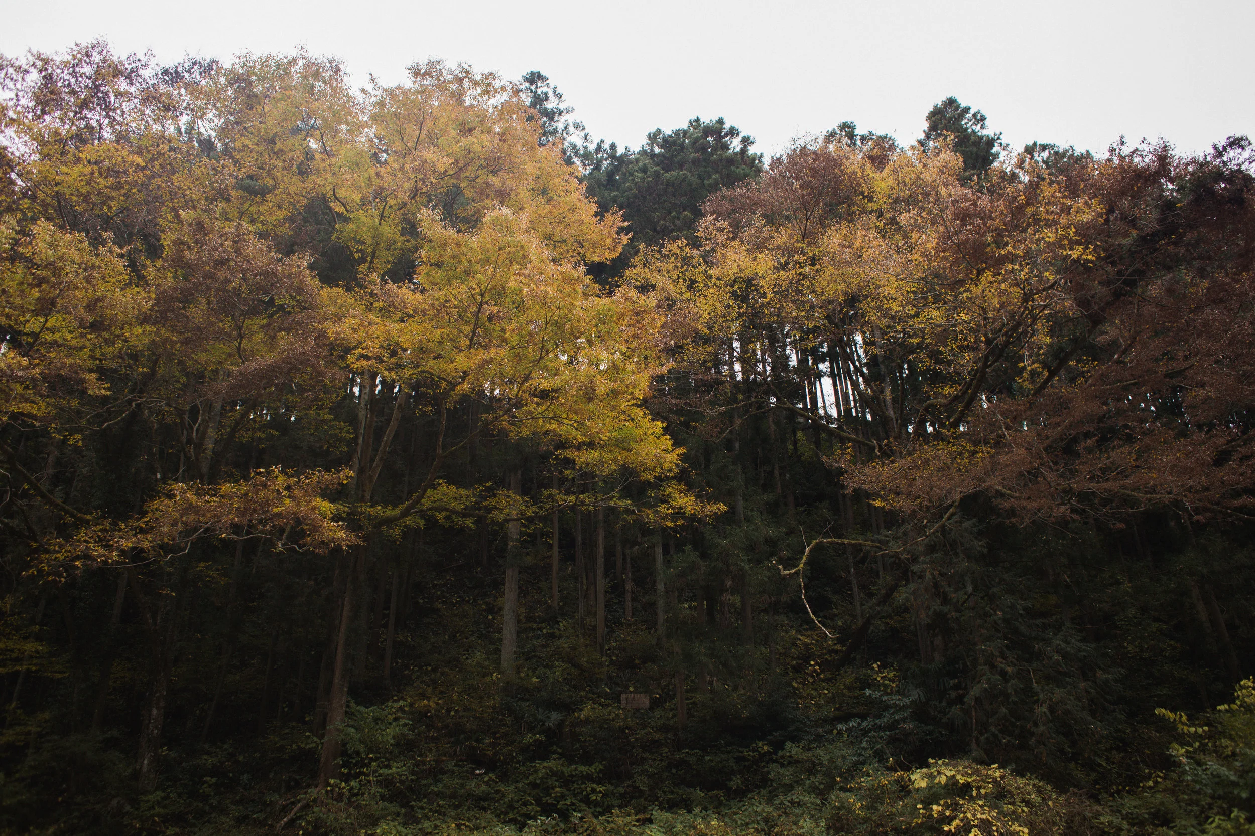 Okutama-5.jpg