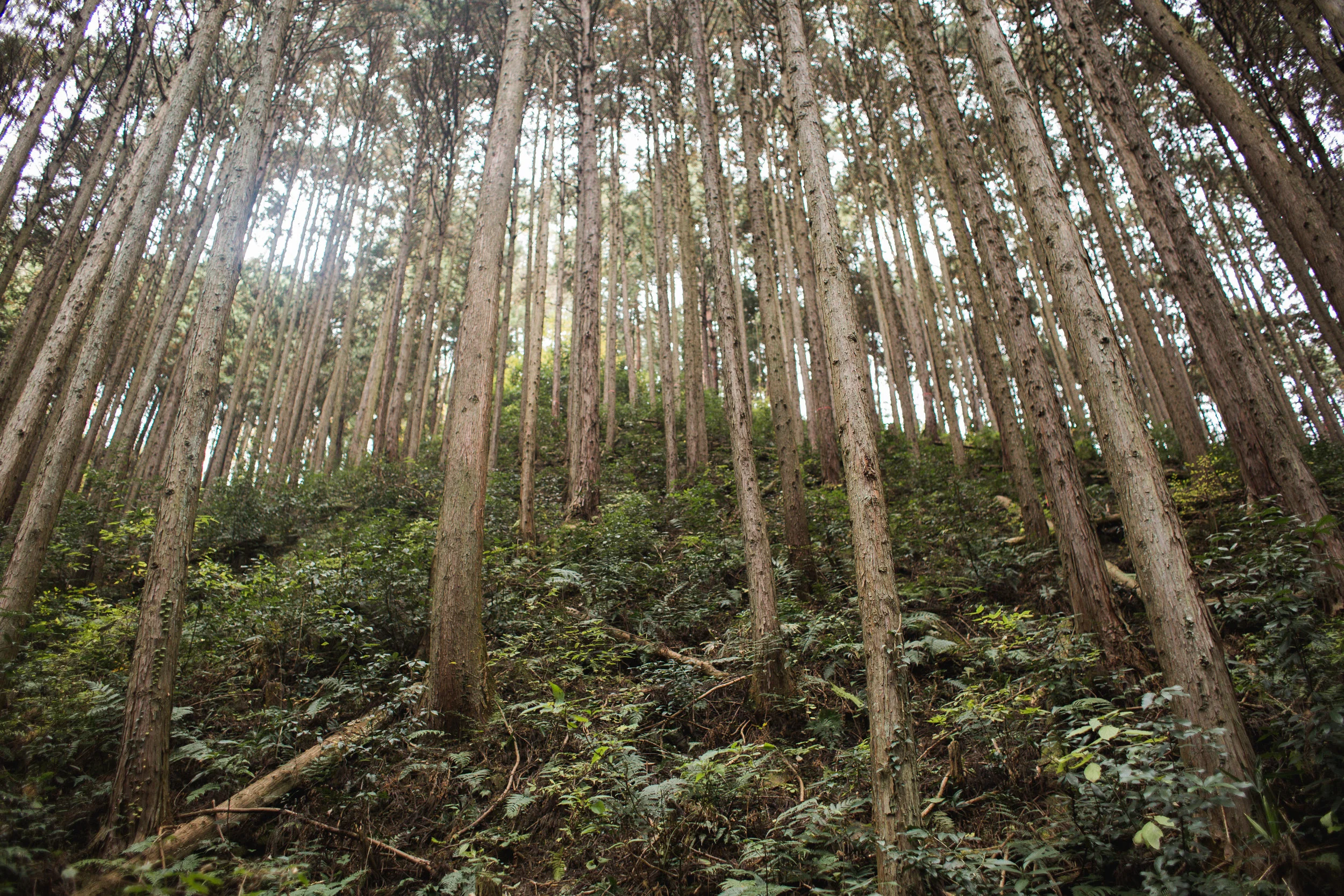 Okutama-11.jpg