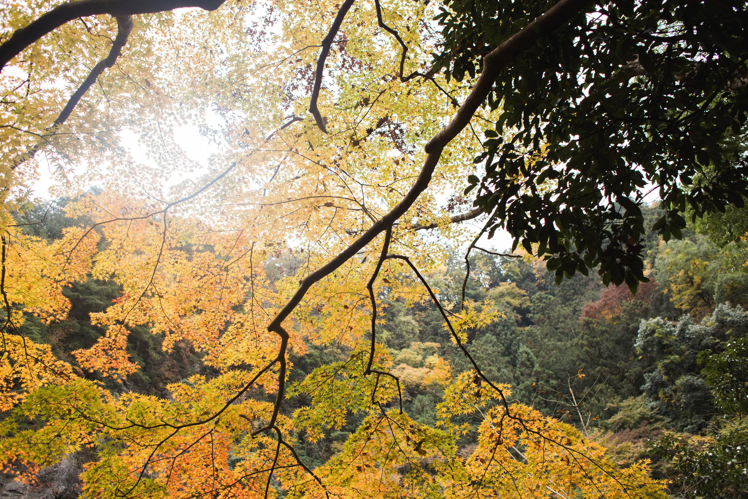 Okutama-23.jpg