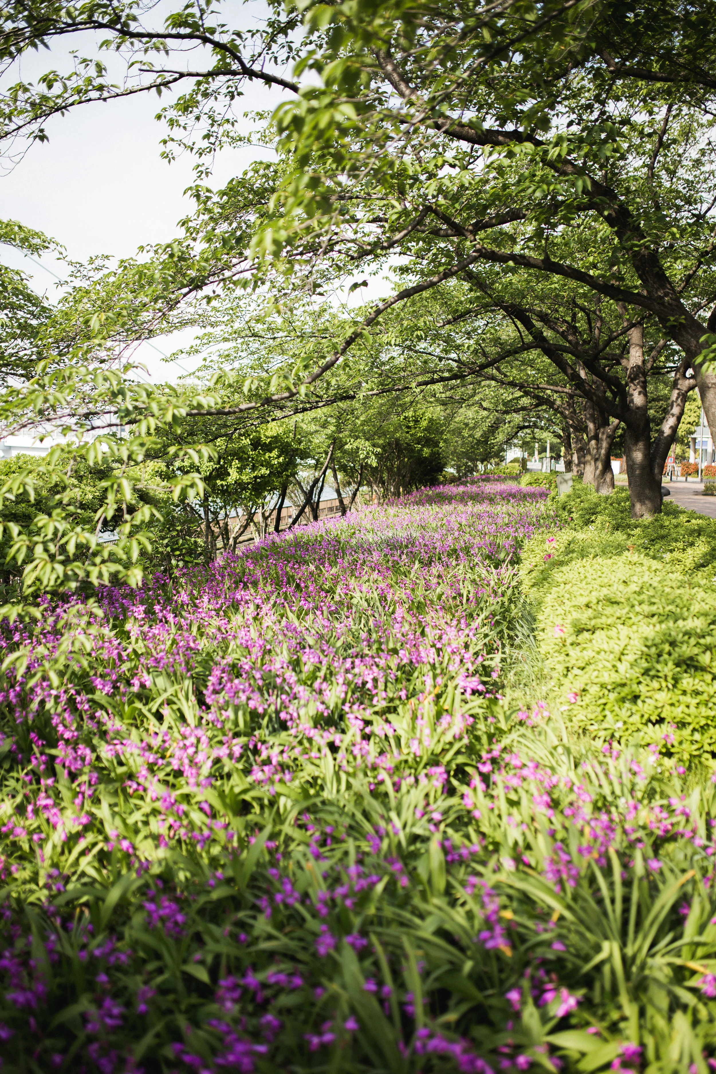 Sumida Gawa Walk-32.jpg