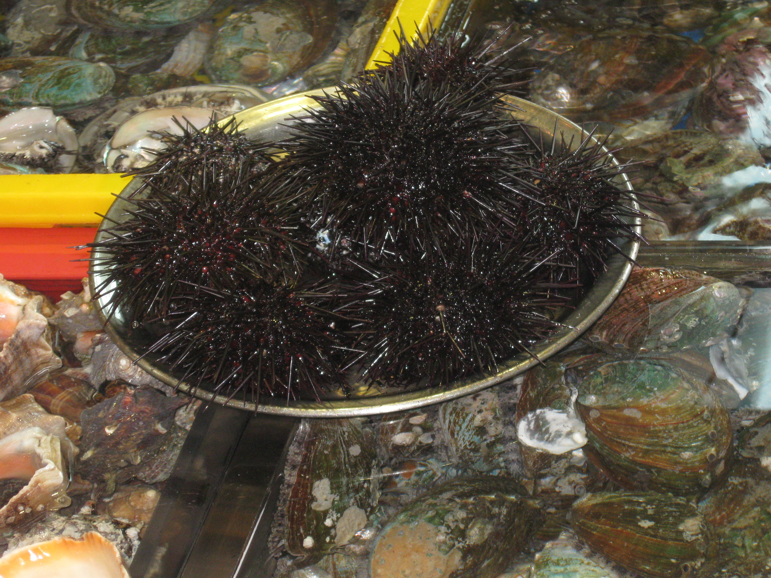 Jalgaichi Fish Market (50).JPG