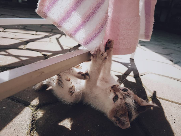 Caturday problems 🐱