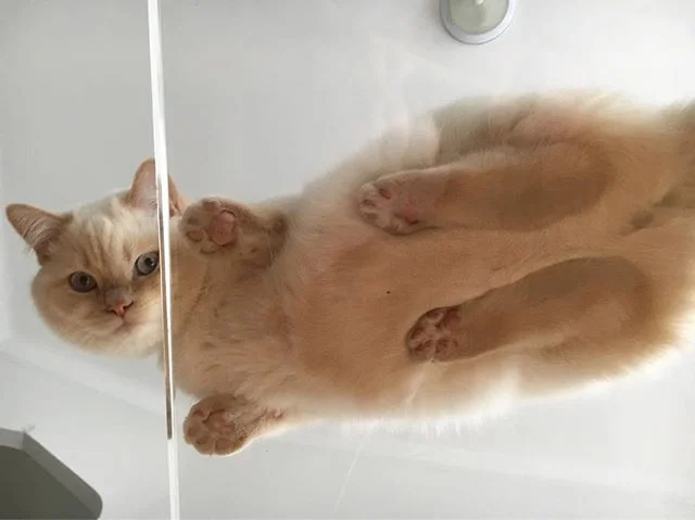 Favorite 5 Instagrams of the Week 🐱