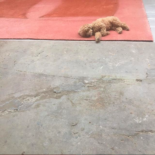 Favorite 5 Instagrams of the Week 🐕 