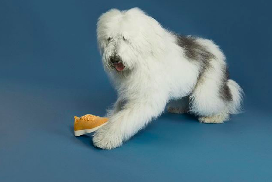 Allbirds is Hiring Designer, Brand (San Francisco)