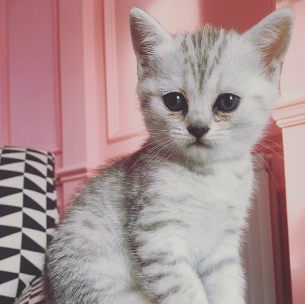 Favorite 5 Instagrams of the Week 🐱 