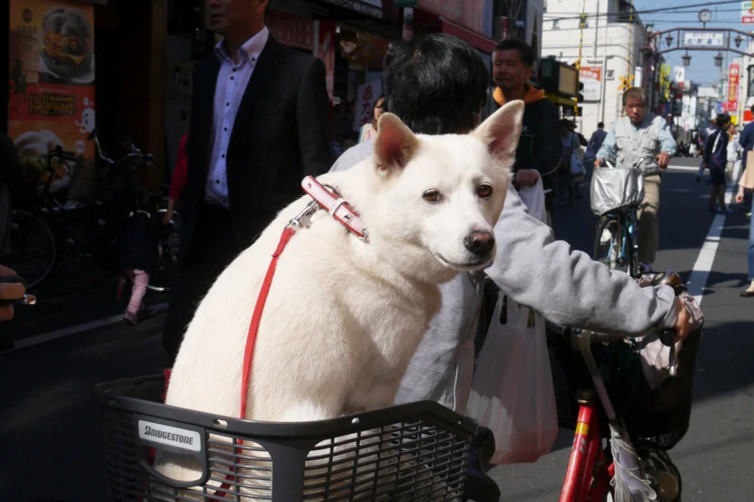 Tokyo dog   //  DNAMAG
