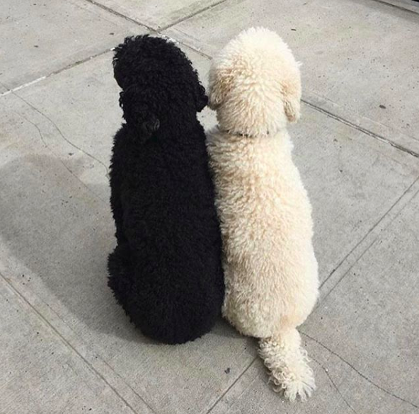 Favorite 5 Instagrams of the Week 🐕 