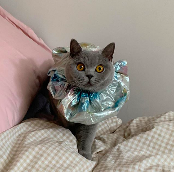 Favorite 5 Instagrams of the Week 🐱