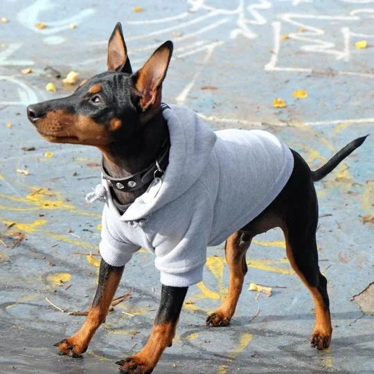 Pet Haus grey hoodie via @shopgoodboy