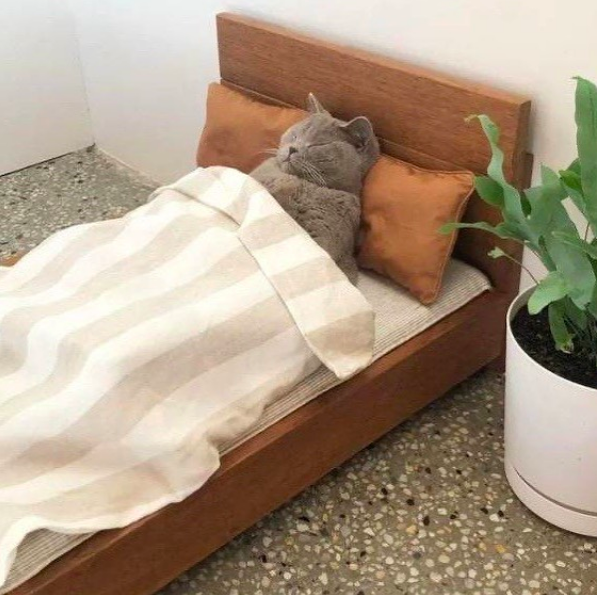 Favorite 5 Instagrams of the Week 🐱 