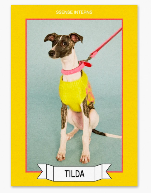 It's a Doggy Dog Designer Dogwear 