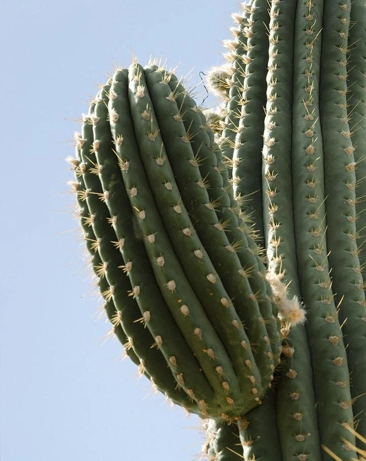 Product Review APHA.LAB Deodorant — DNAMAG