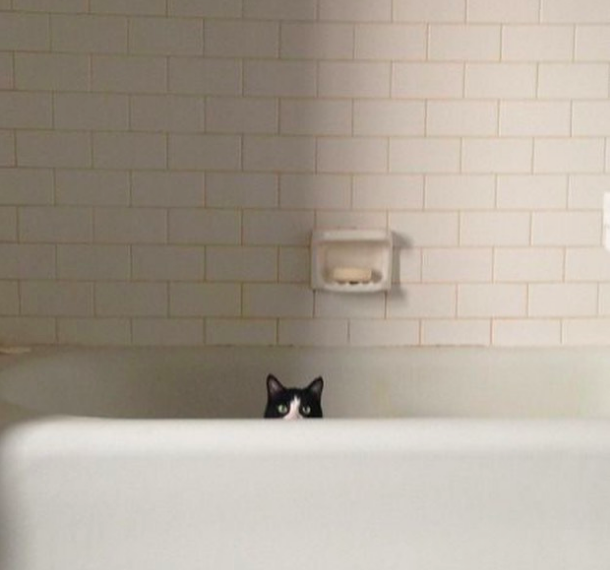 Favorite 5 Instagrams of the Week 🐱