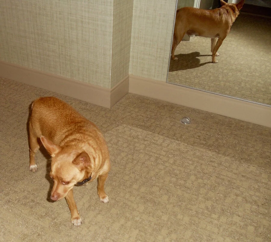 American Staycation via DNAMAG