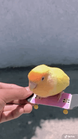 TikTok is Hiring Art Director (Los Angeles) 