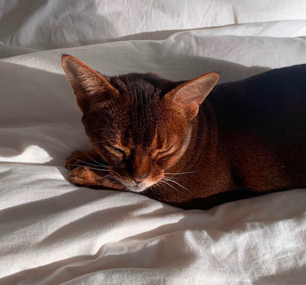 Favorite 5 Instagrams of the Week 🐱 