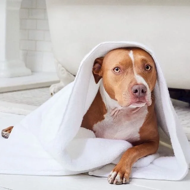 Work It: Brooklinen Hiring Senior Copywriter (Remote/NYC) 