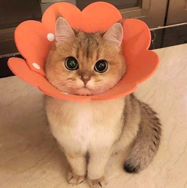 Favorite 5 Instagrams of the Week 🐈