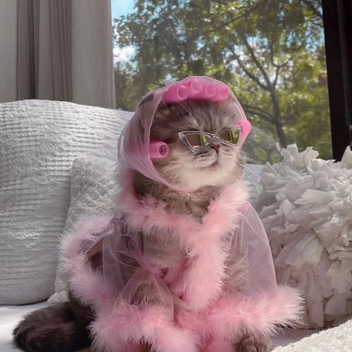Favorite 5 Instagrams of the Week 🐈