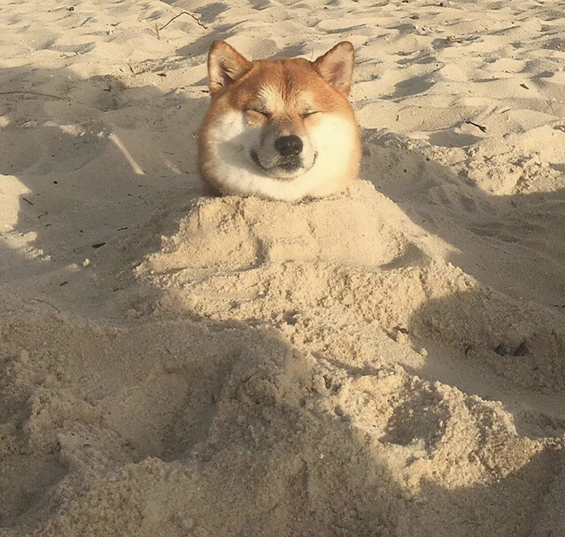 Favorite 5 Instagrams of the Week 🐾