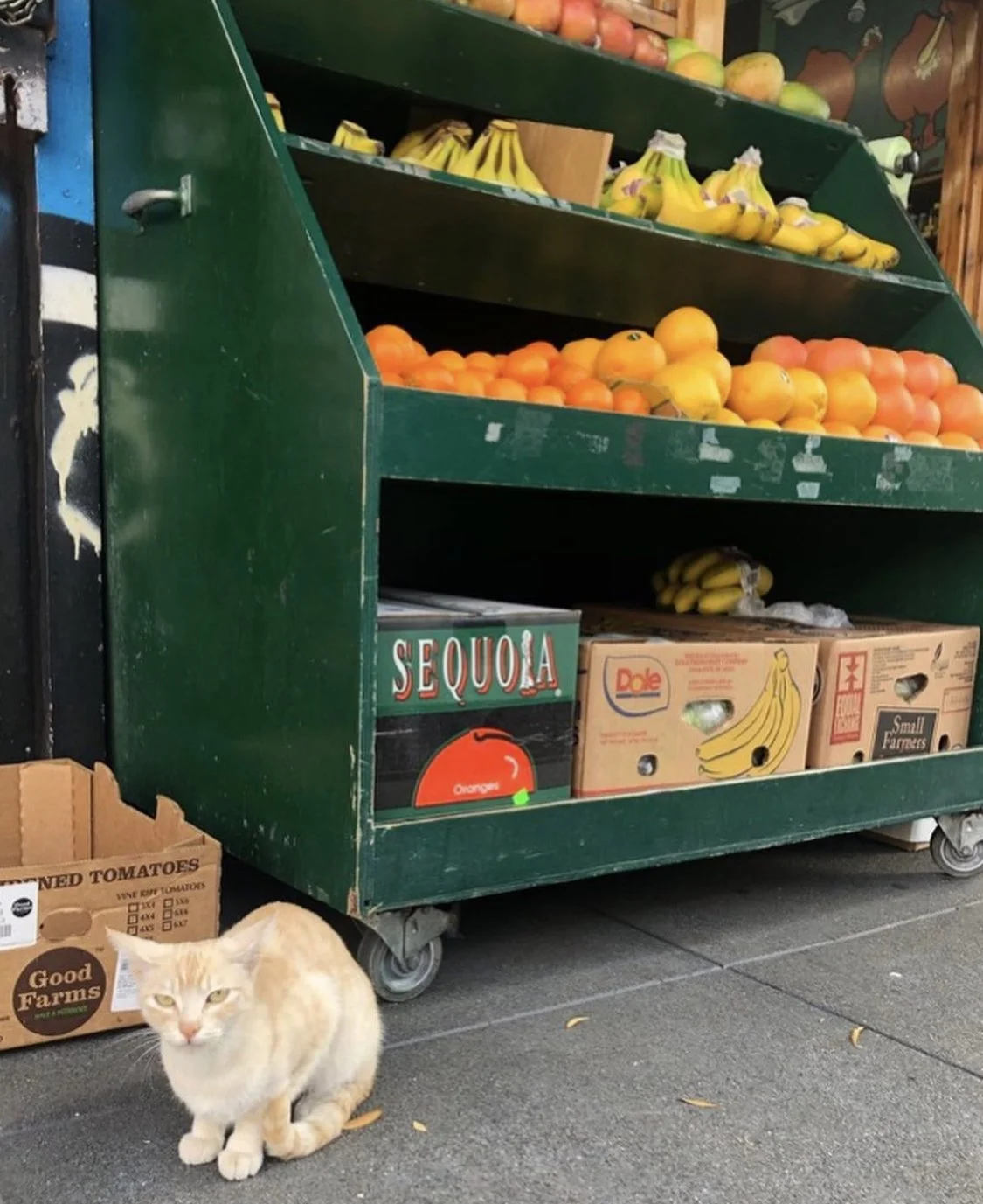 @BODEGACATSOFINSTAGRAM