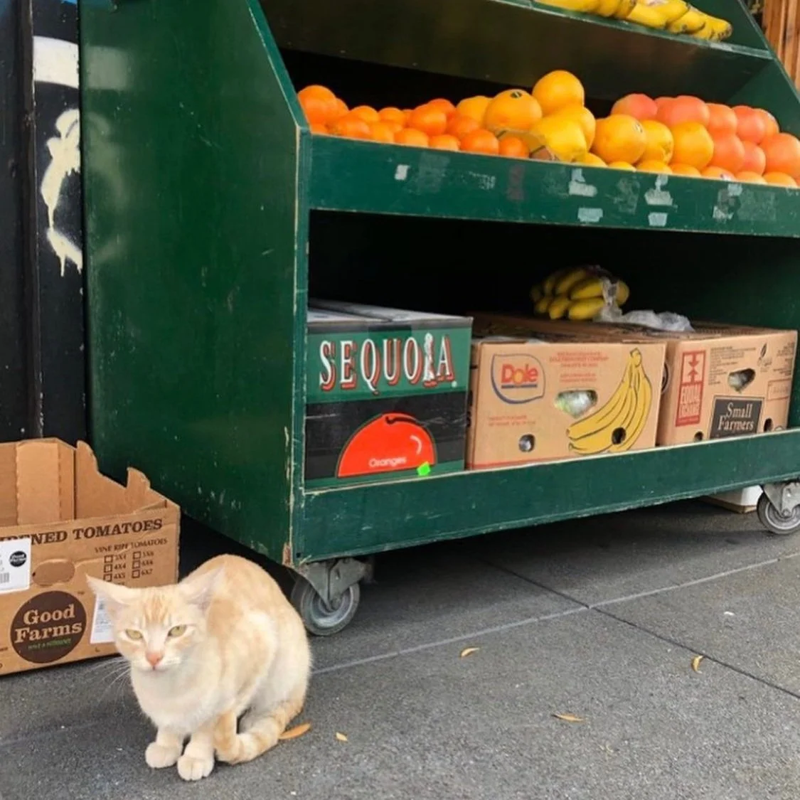 Favorite 5 Instagrams of the Week 🍊🍌🐈