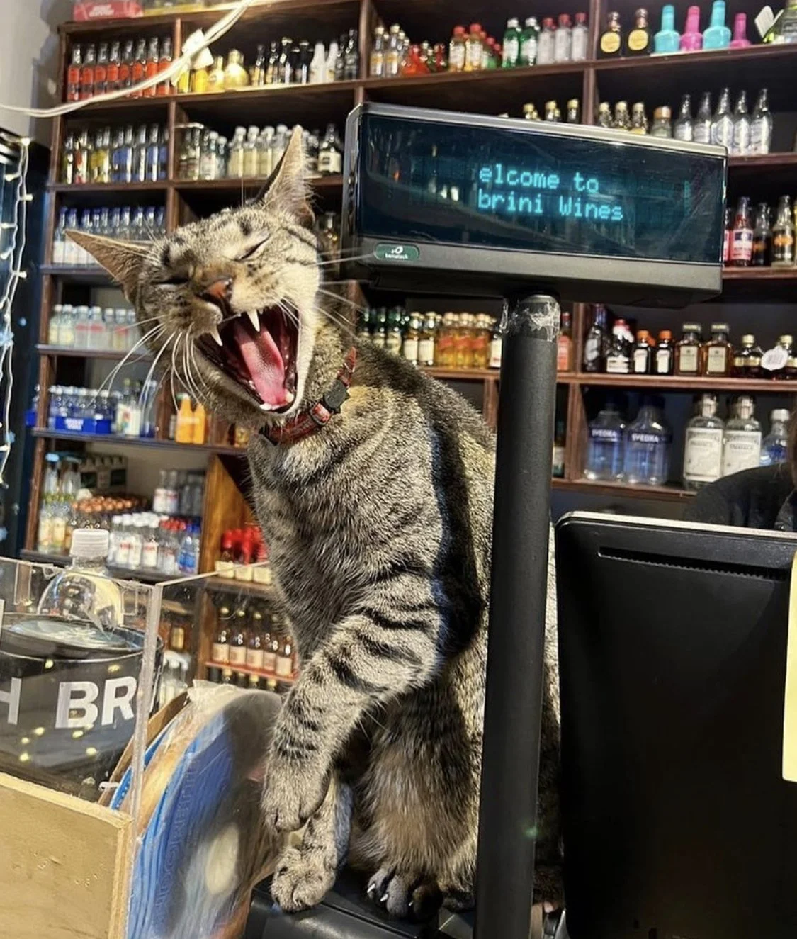 @BODEGACATSOFINSTAGRAM