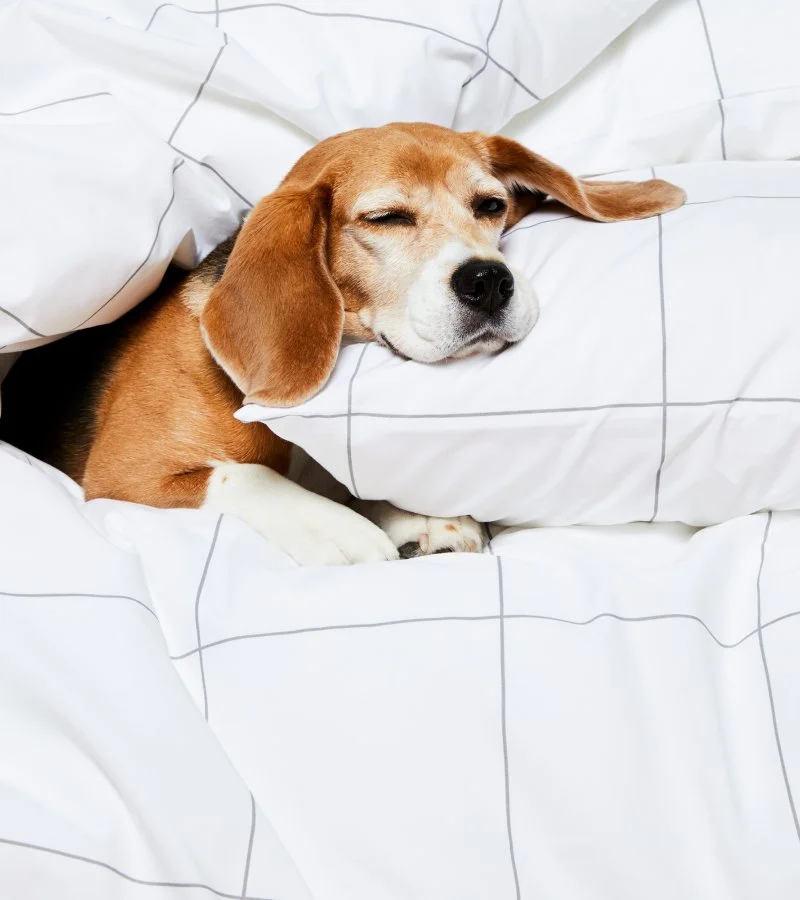 Work It: Brooklinen Hiring Junior Digital Designer (Brooklyn, NY)