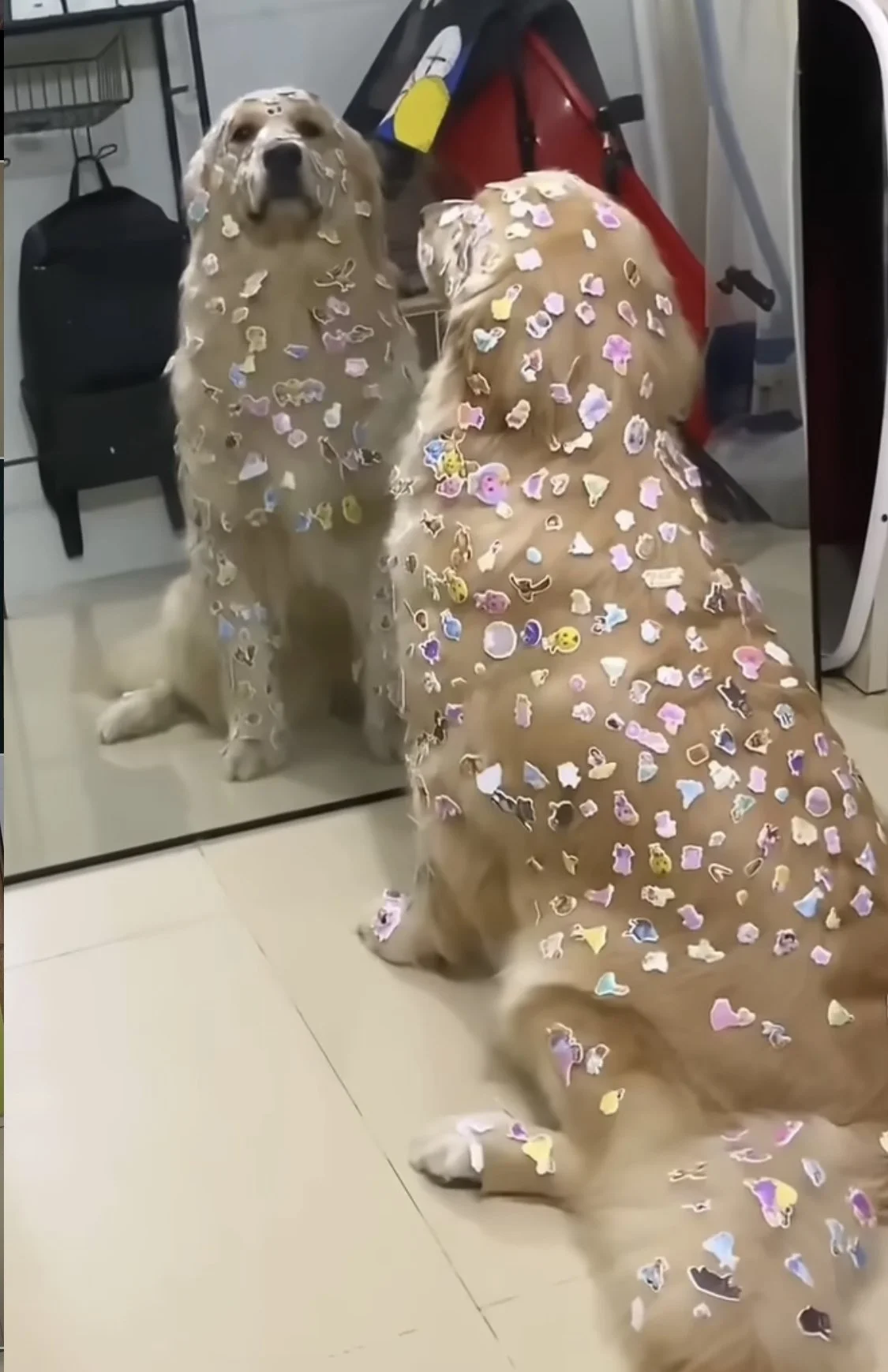 @DISCOVERINGGANIMALS