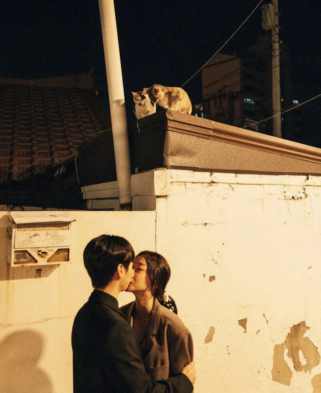 Favorite 5 Instagrams of the Week  🐈🐈‍⬛